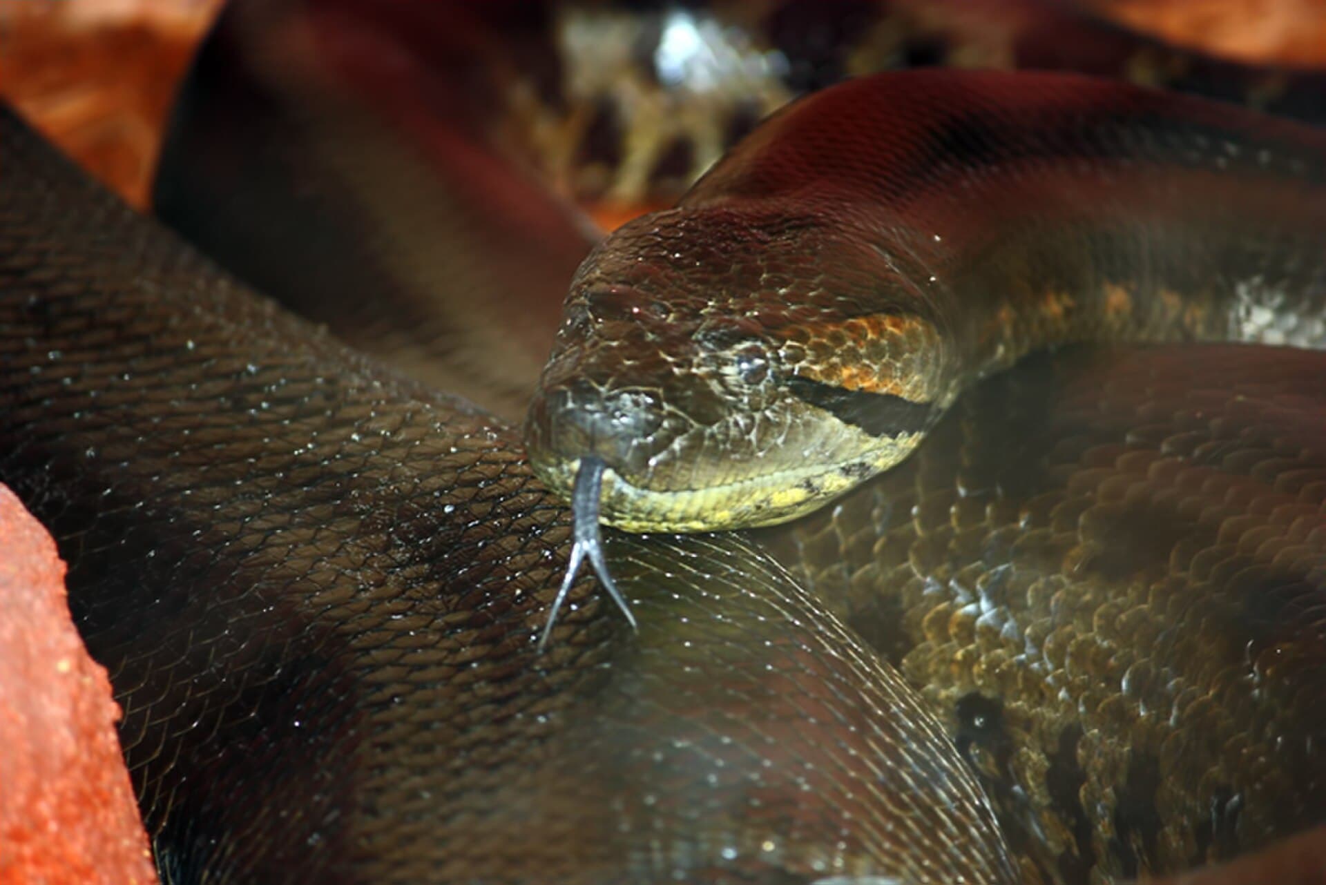 Anaconda