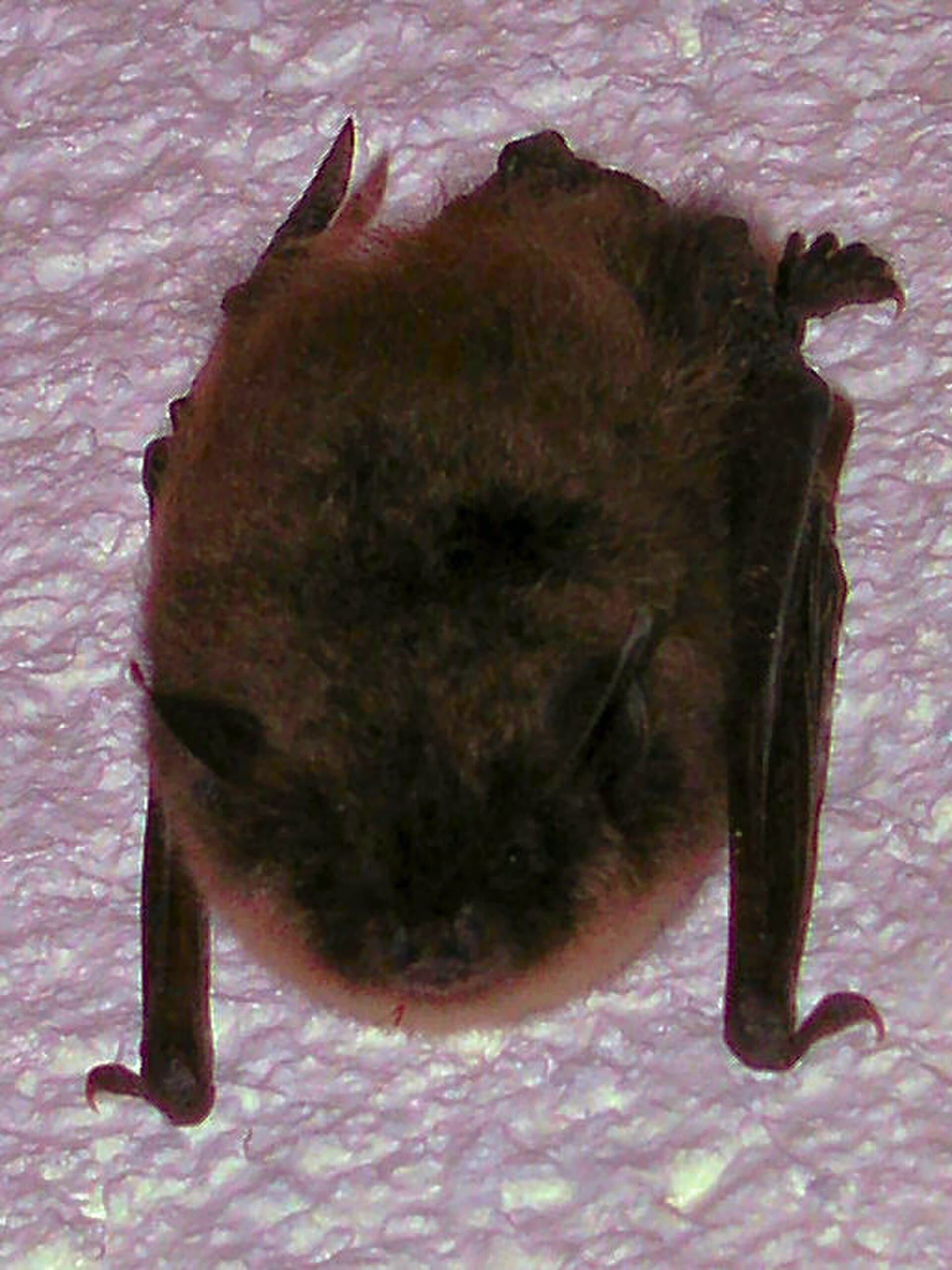 Bat