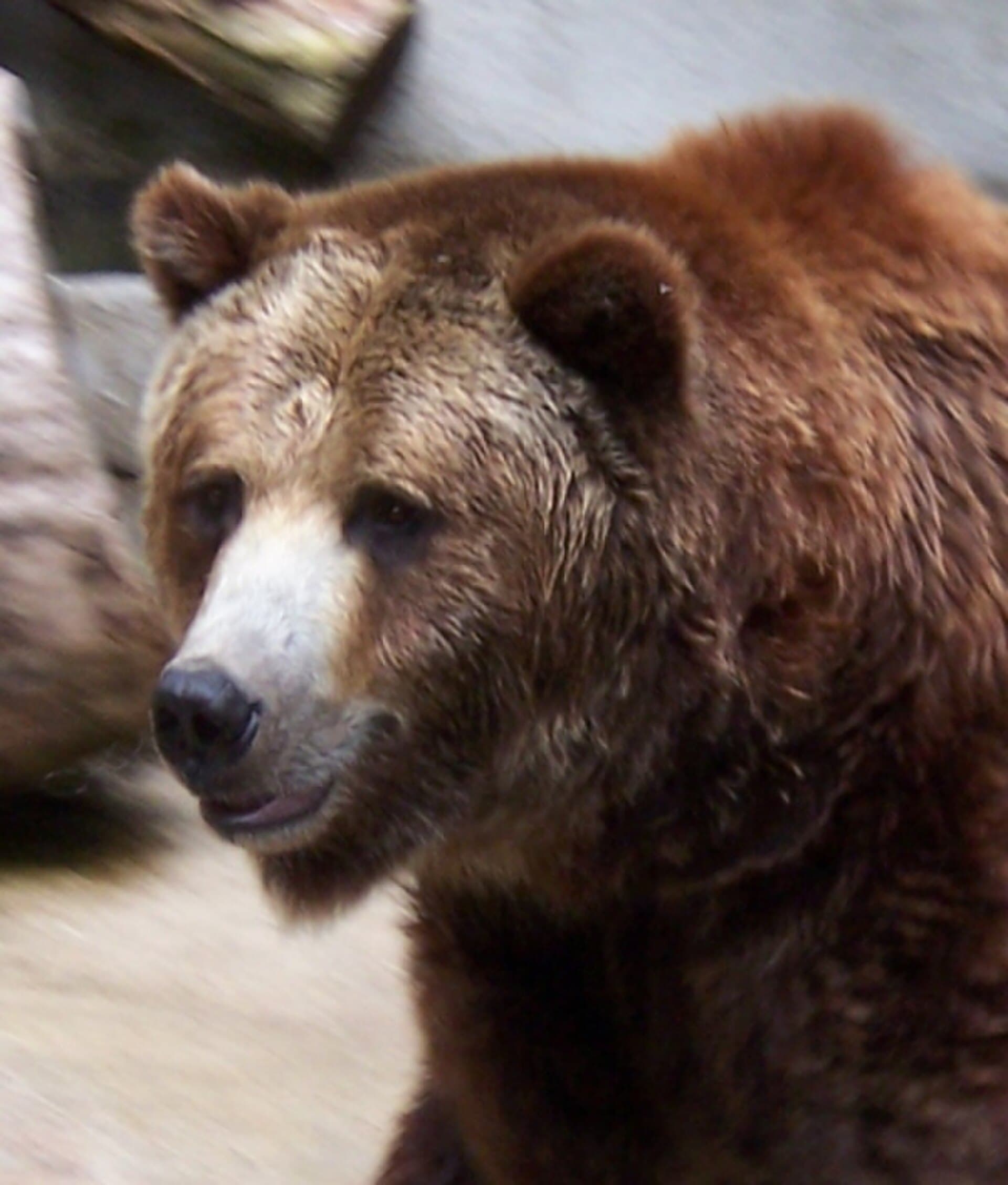 Grizzly