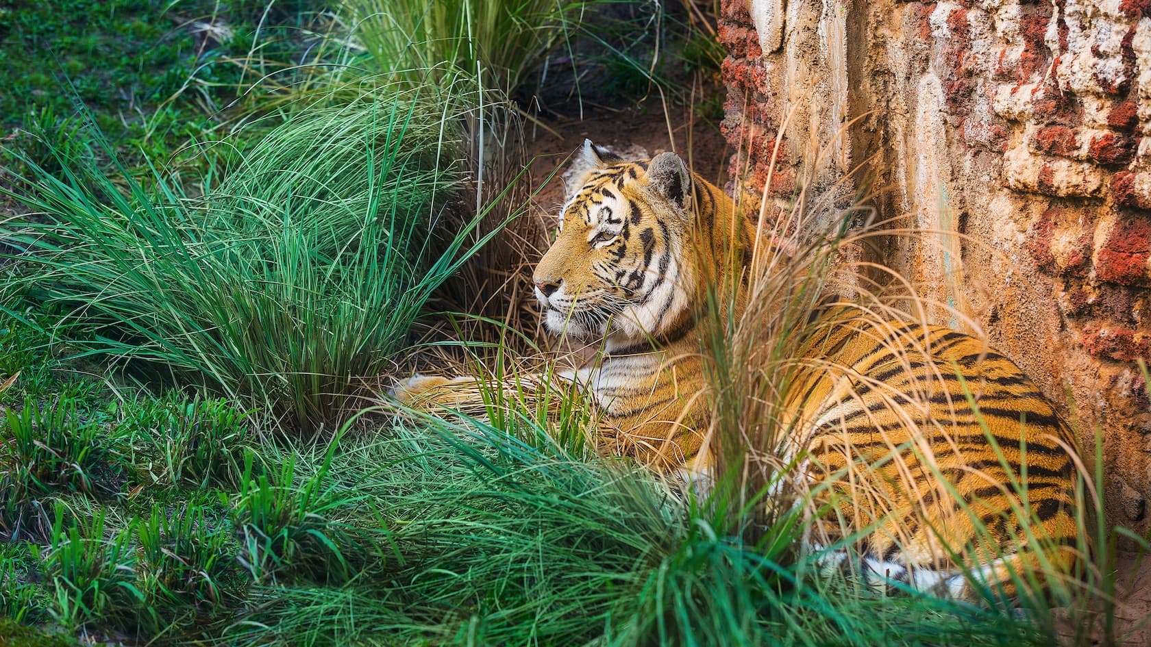 Maharajah Jungle Trek at Disney's Animal Kingdom Theme Park